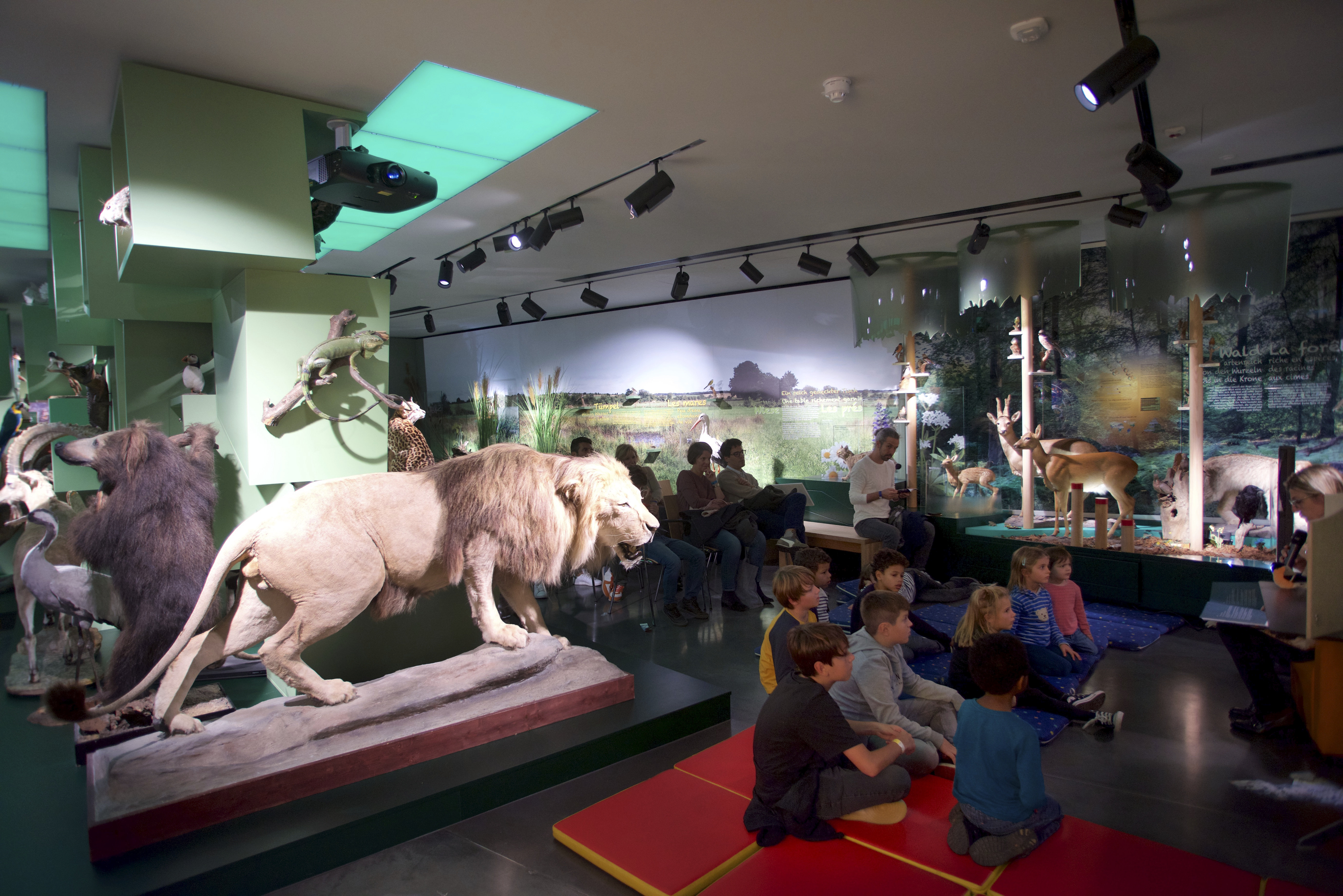 12102019, Luxembourg, Musée national d’histoire naturelle – ‘natur musée’, 25 Rue Münster, La Nuit des Musées, © Editpress/Fabrizio Pizzolante