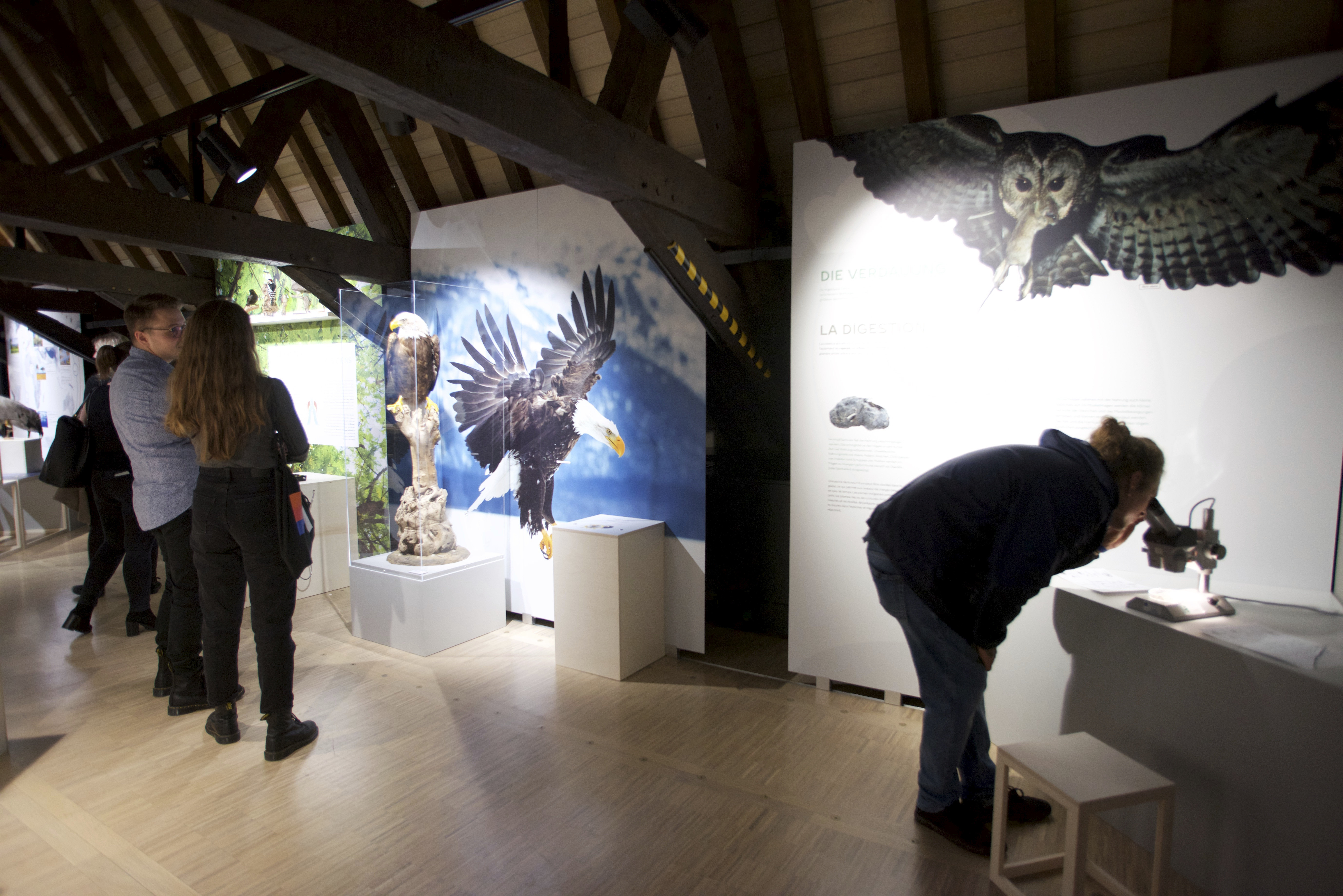 12102019, Luxembourg, Musée national d’histoire naturelle – ‘natur musée’, 25 Rue Münster, La Nuit des Musées, © Editpress/Fabrizio Pizzolante