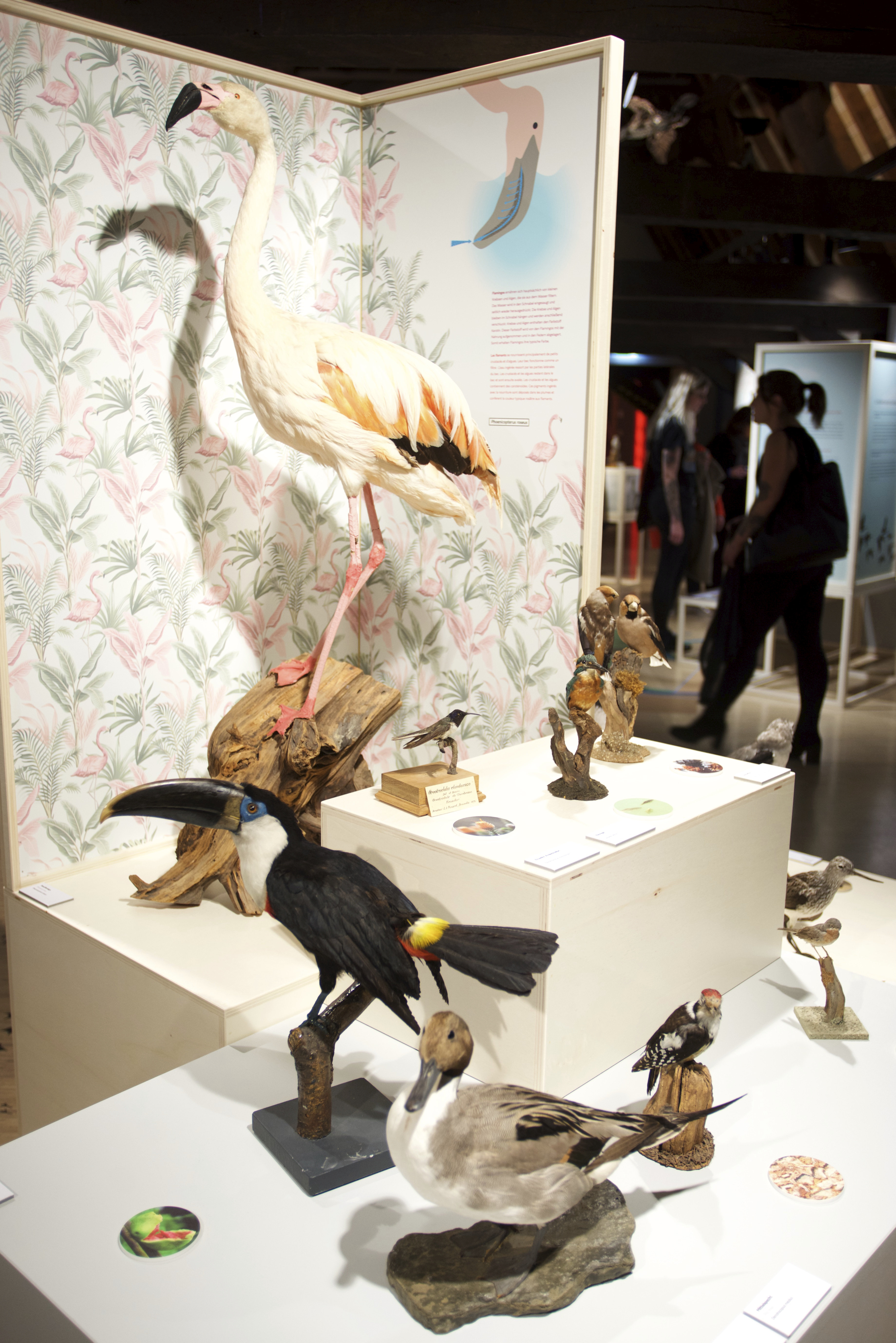 12102019, Luxembourg, Musée national d’histoire naturelle – ‘natur musée’, 25 Rue Münster, La Nuit des Musées, © Editpress/Fabrizio Pizzolante