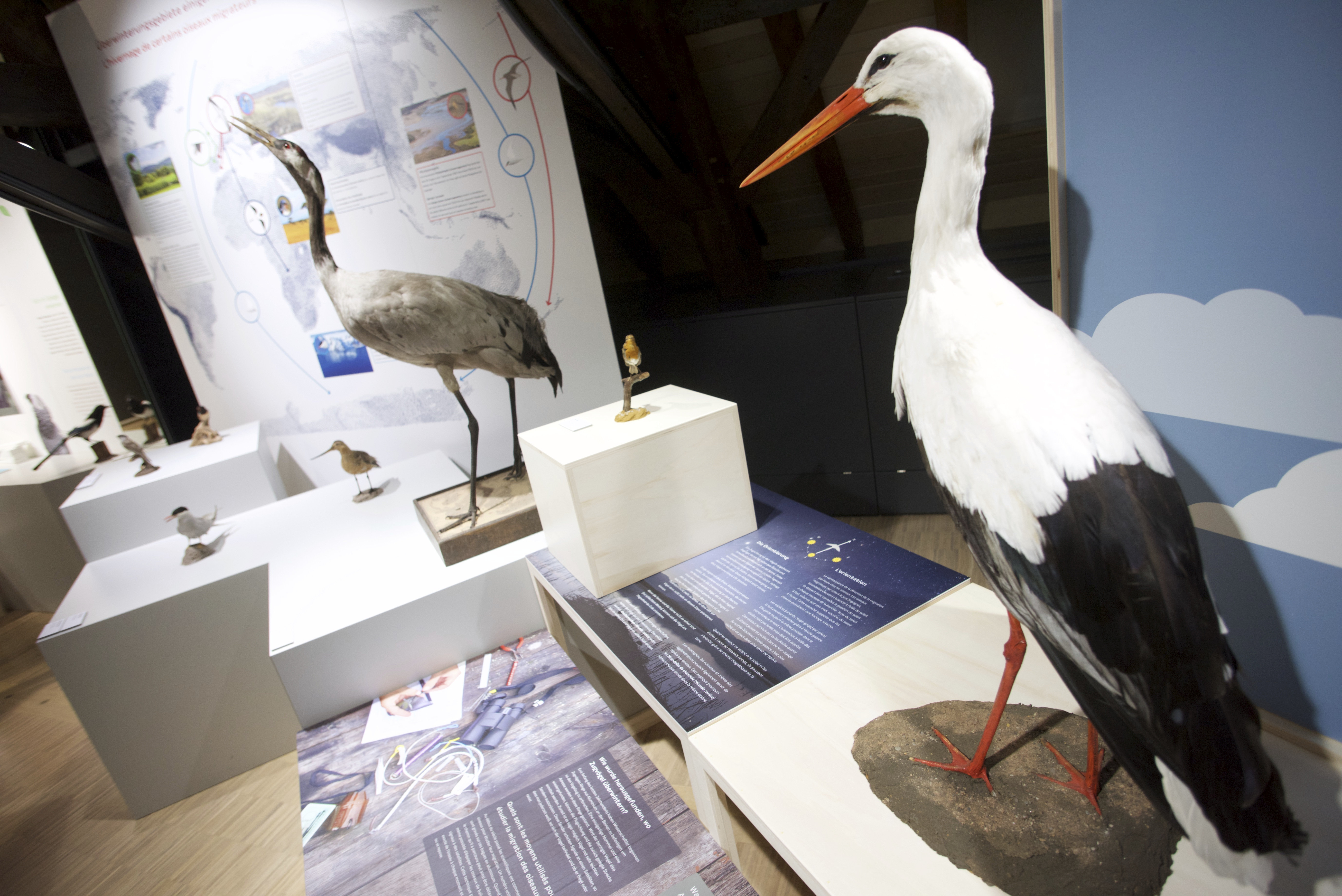 12102019, Luxembourg, Musée national d’histoire naturelle – ‘natur musée’, 25 Rue Münster, La Nuit des Musées, © Editpress/Fabrizio Pizzolante