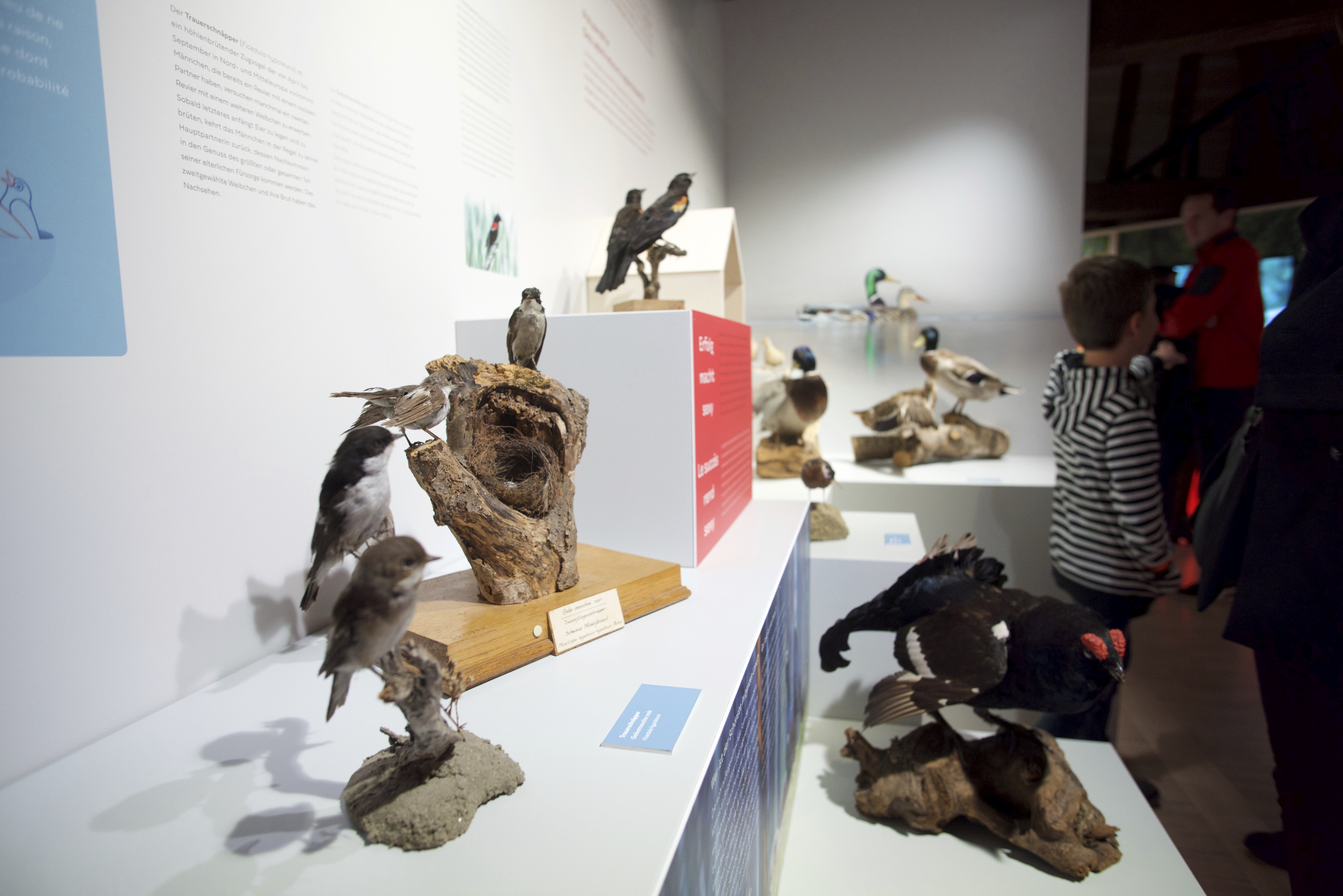 12102019, Luxembourg, Musée national d’histoire naturelle – ‘natur musée’, 25 Rue Münster, La Nuit des Musées, © Editpress/Fabrizio Pizzolante