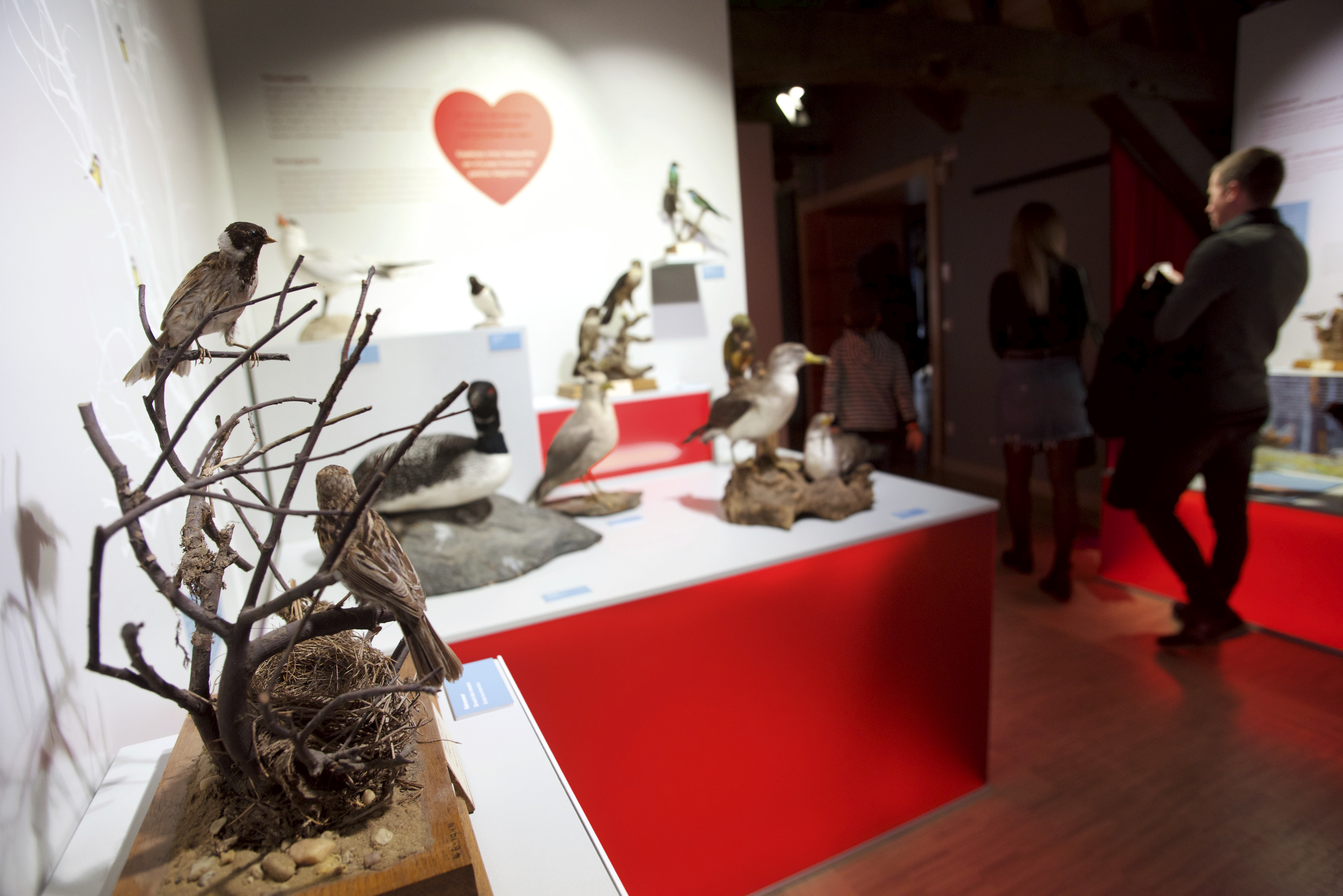 12102019, Luxembourg, Musée national d’histoire naturelle – ‘natur musée’, 25 Rue Münster, La Nuit des Musées, © Editpress/Fabrizio Pizzolante