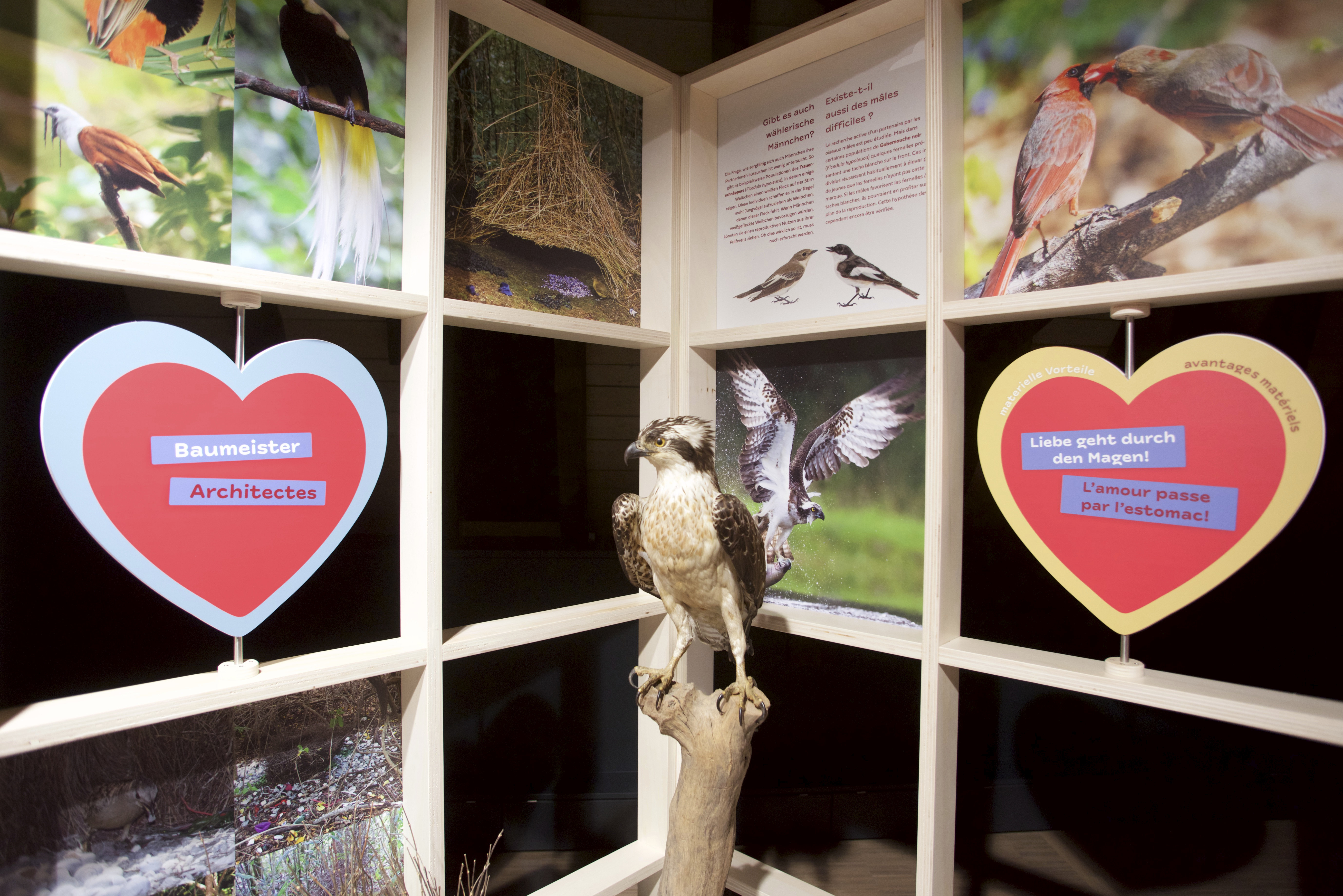 12102019, Luxembourg, Musée national d’histoire naturelle – ‘natur musée’, 25 Rue Münster, La Nuit des Musées, © Editpress/Fabrizio Pizzolante