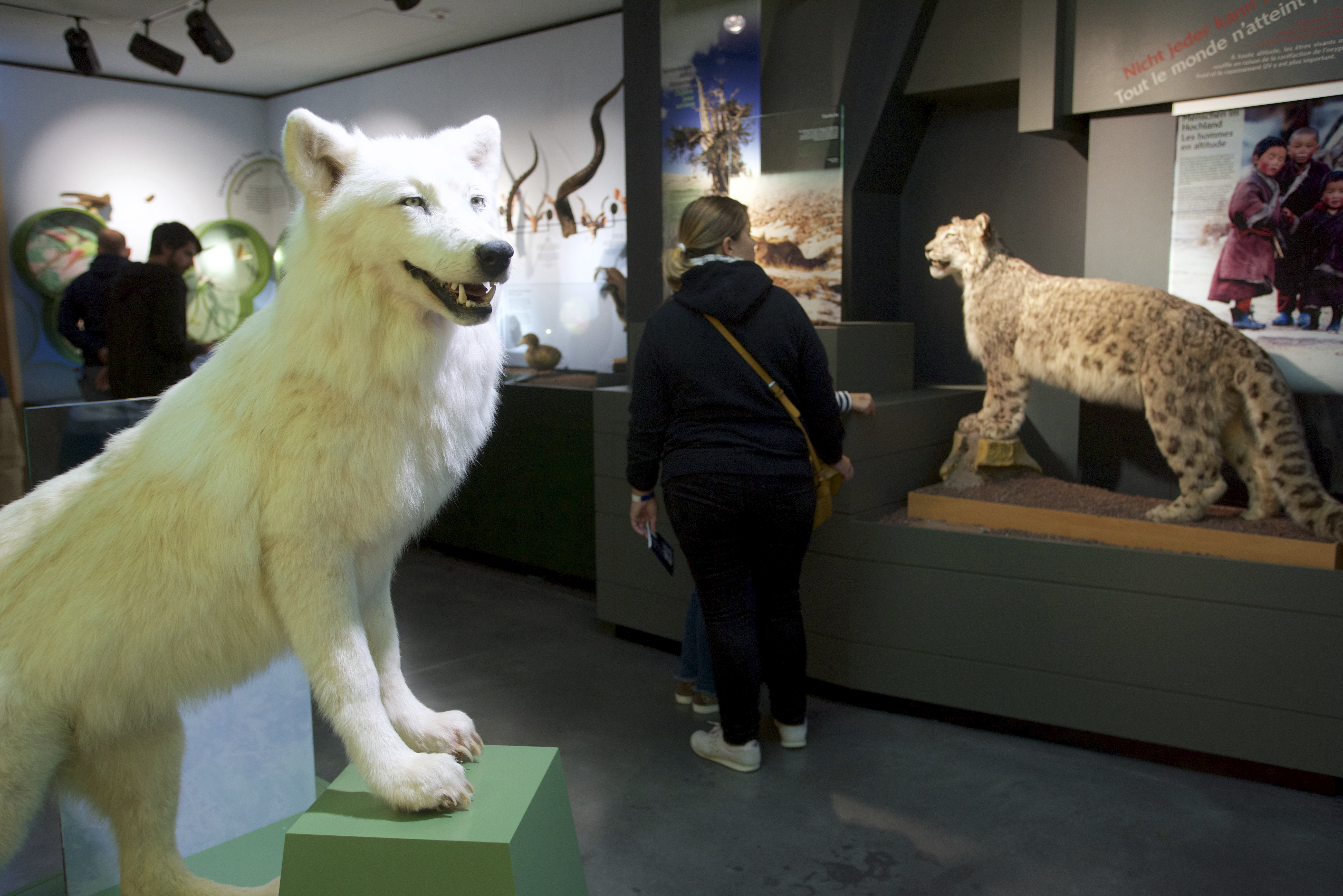 12102019, Luxembourg, Musée national d’histoire naturelle – ‘natur musée’, 25 Rue Münster, La Nuit des Musées, © Editpress/Fabrizio Pizzolante