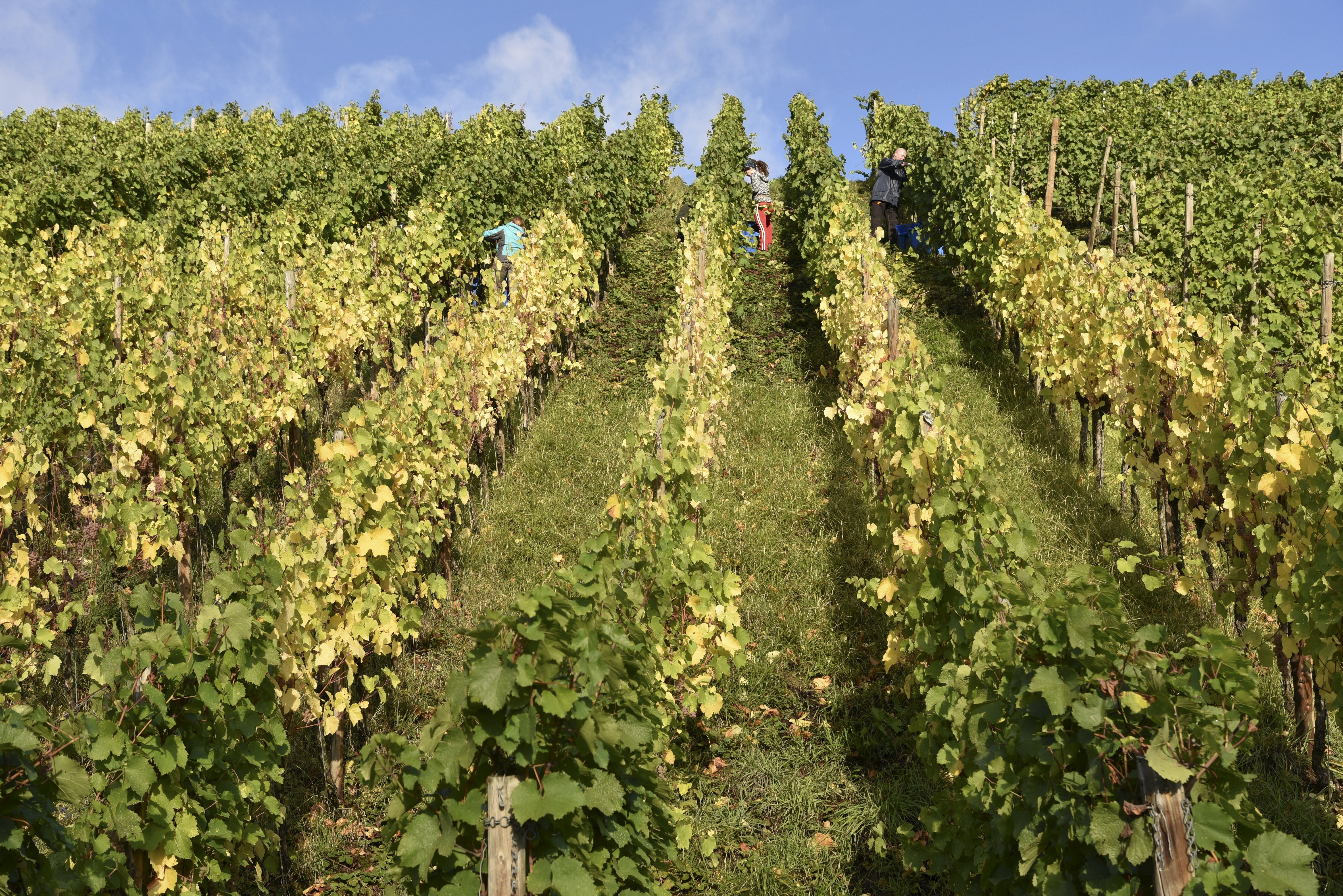 Weinlese mit Abi Duhr