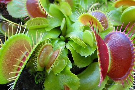 Eine Pflanze, die der göttlichen Ordnung widerspricht: Die Venusfliegenfalle galt einst als blasphemisch