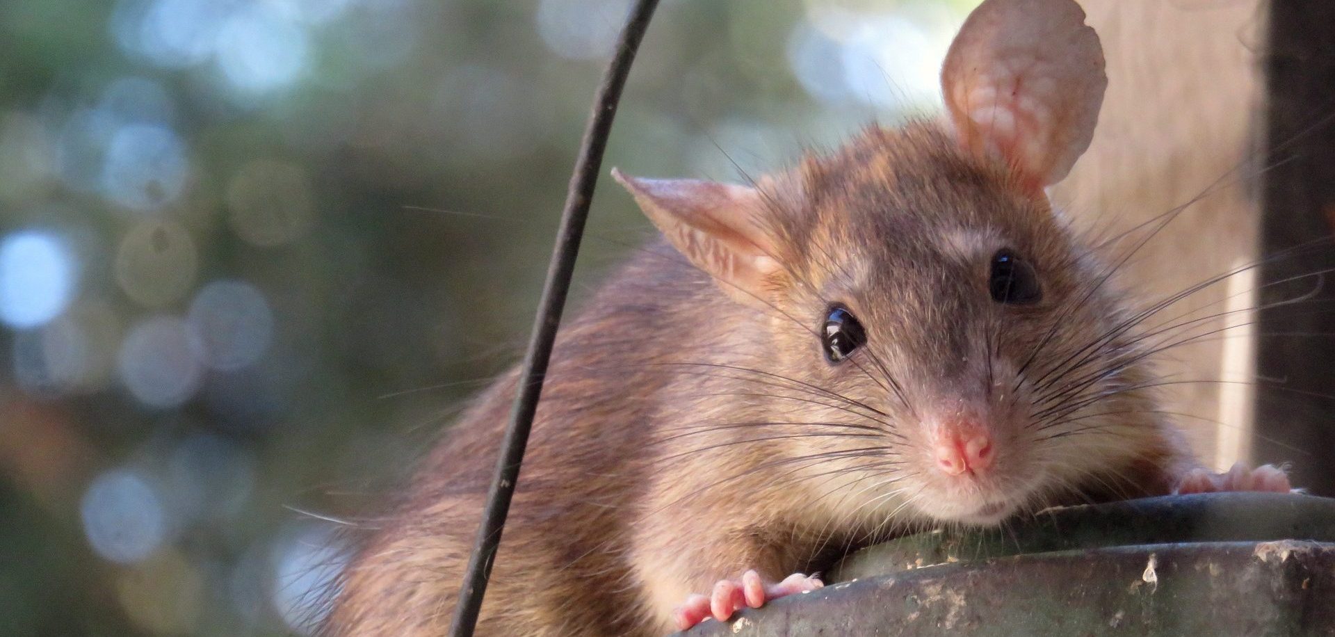Der Rattenlungenwurm: Gefährlicher Parasit mit Kurs auf Europa?