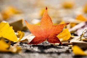 Herbstwetter hält Luxemburg im feuchtkalten Griff