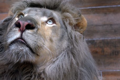 Frankreich / Investor Prudentia Capital rettet den Zoo von Amnéville 