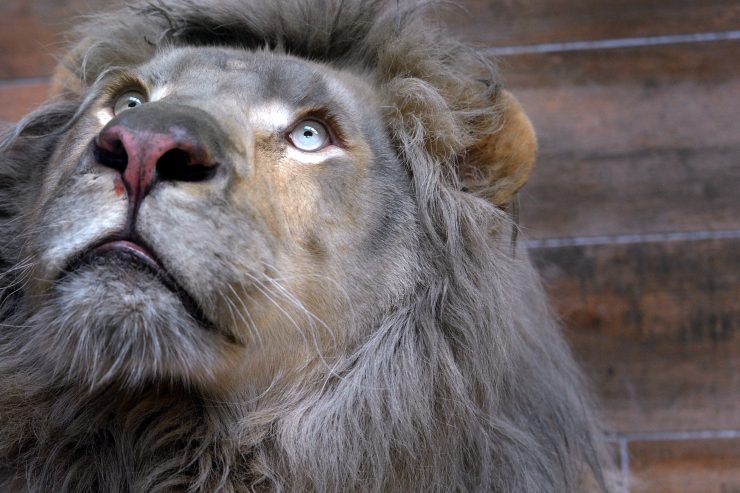 Frankreich / Investor Prudentia Capital rettet den Zoo von Amnéville 