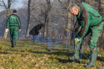 Tiergesundheit / Noch kein Impfstoff gegen die afrikanische Schweinepest entwickelt 