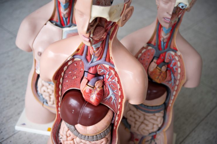 Madrid / Nirgendwo ist die Bereitschaft zur Organspende größer als in Spanien