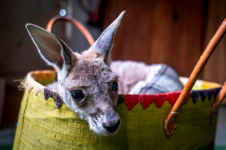Australien / Ländlicher Exodus nach den Buschfeuern: Backpacker sollen beim Wiederaufbau helfen