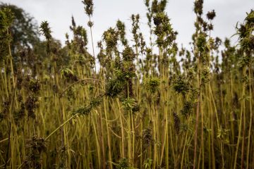 Legalisierung / Laut Bericht sollen vier Cannabis-Verkaufsstellen nach Esch kommen