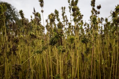 Legalisierung / Laut Bericht sollen vier Cannabis-Verkaufsstellen nach Esch kommen