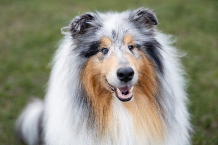 Lassie ist wieder da / Muss jetzt jeder einen Collie haben?