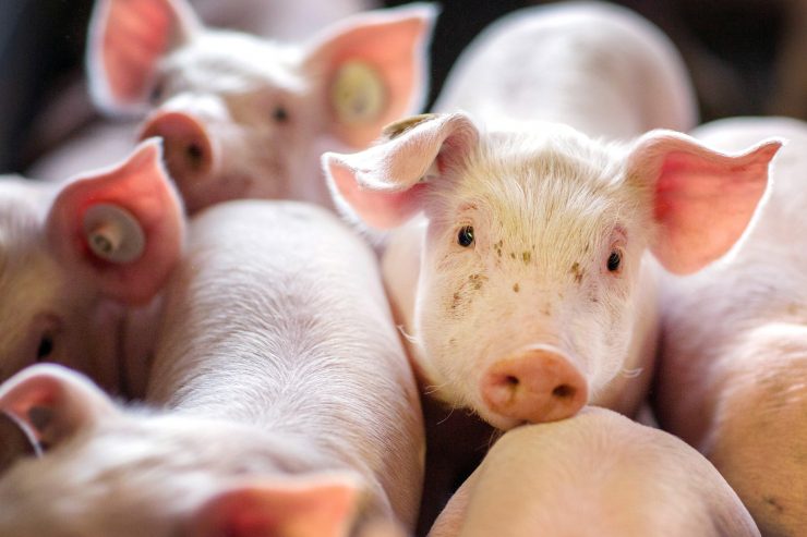 Heiderscheid / Notschlachtung: 600 Ferkel sterben nach Feuer im Schweinestall