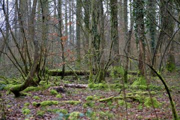 Internationaler Tag  des Waldes  / Bericht bestätigt: Der Wald ist im Stress 
