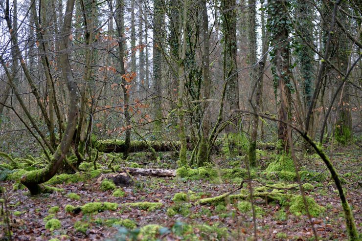 Internationaler Tag  des Waldes  / Bericht bestätigt: Der Wald ist im Stress 