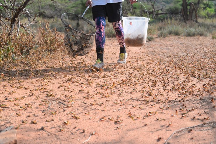 Ostafrika / Der Wettlauf mit den Heuschrecken - schlimmste Plage seit Jahrzehnten