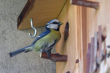 „natur&ëmwelt“ gibt Vorschläge / So verbringen Sie die Quarantäne im Einklang mit der Natur