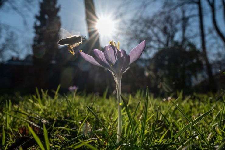 Wissenschaft / Zeitige Frühlinge verantwortlich für trockenere Sommer