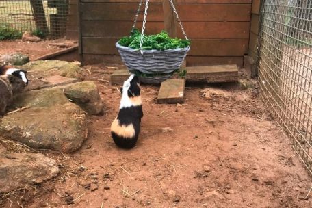 Ohne die täglichen Besucher wird auch den Tieren langweilig. Deshalb haben sich die Tierpfleger besondere Beschäftigungsmaßnahmen für ihre Schützlinge ausgedacht.