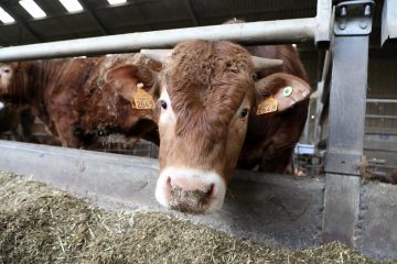 Corona-Krise / „Zu wenig Hilfe von der Regierung“: Luxemburger Bauernverband erwartet hohe wirtschaftliche Einbußen