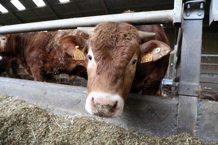 Corona-Krise / „Zu wenig Hilfe von der Regierung“: Luxemburger Bauernverband erwartet hohe wirtschaftliche Einbußen