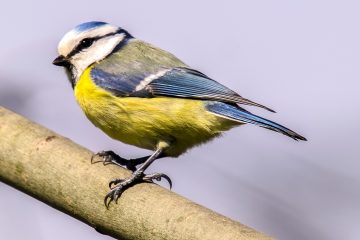 Vogelsterben / Mysteriöse Krankheit sucht Blaumeisen heim