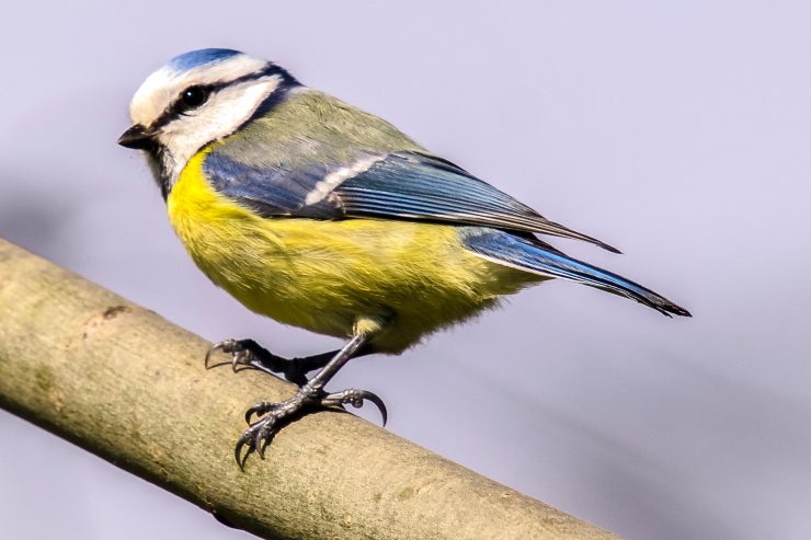 Vogelsterben / Mysteriöse Krankheit sucht Blaumeisen heim