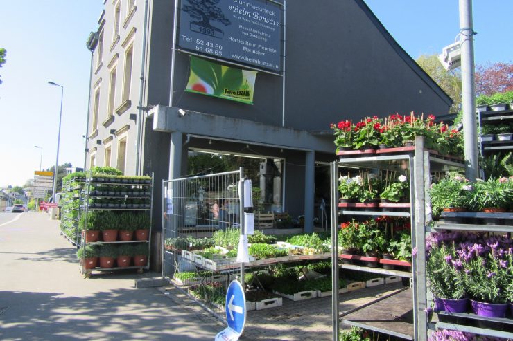 Erste Exit-Phase / In Düdelingen können wieder Blumen vor Ort gekauft werden