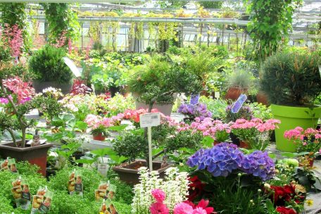 Rund 50.000 Blumen führt das „Pflanzen Center J.P. Breininger“