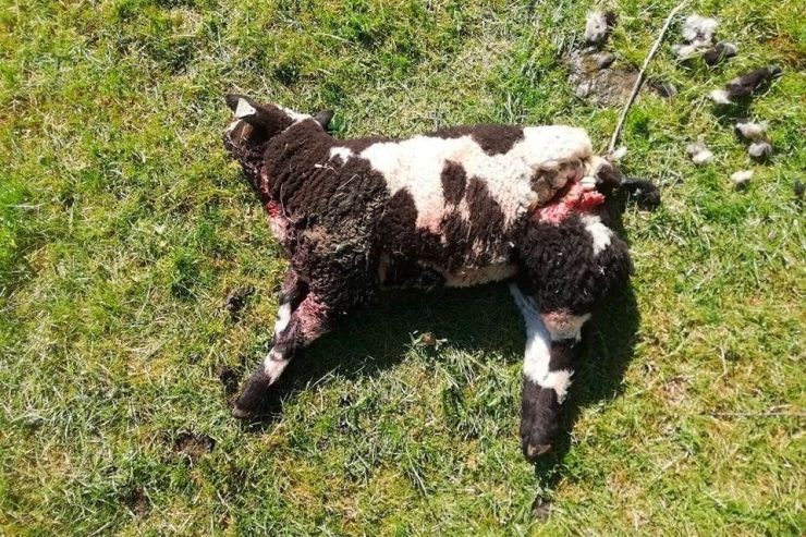 Viehschäden / Hunde reißen vier Schafe bei Diekirch