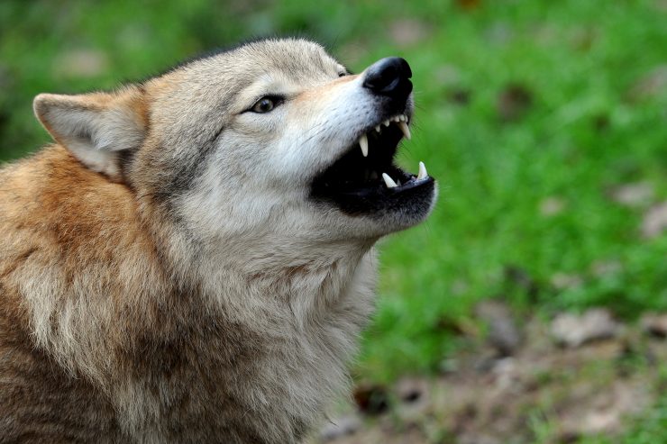 Natur / Wölfe kehren nach Luxemburg zurück