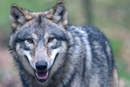 Ein Wolf im Tierpark &bdquo;Alte Fasanerie&ldquo; in Hessen