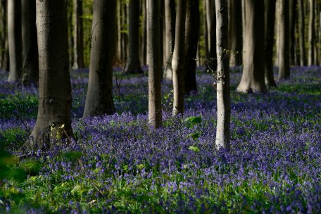 Weltweite Aufforstung / Wald gegen Klimawandel – aber wie?