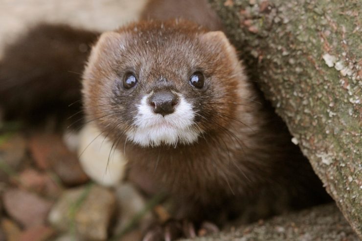 Coronavirus / Erneut Ansteckung von Nerz auf Mensch in Niederlanden
