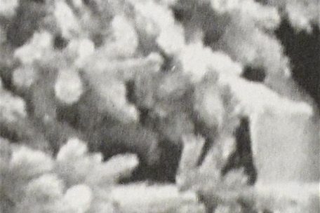 Immer wieder zeigt sich Bejaoui am Fenster. Er gilt als unberechenbar und extrem aggressiv.