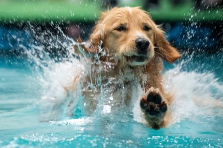 Ab ins Nass / Hunde sollte man nach dem Baden sofort abtrocknen