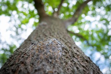 Gesundheit / Der Eichenprozessionsspinner verbreitet sich immer weiter
