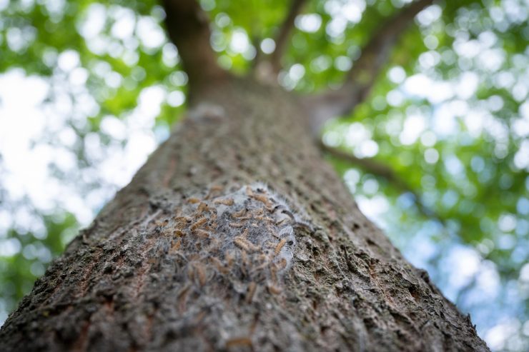 Gesundheit / Der Eichenprozessionsspinner verbreitet sich immer weiter