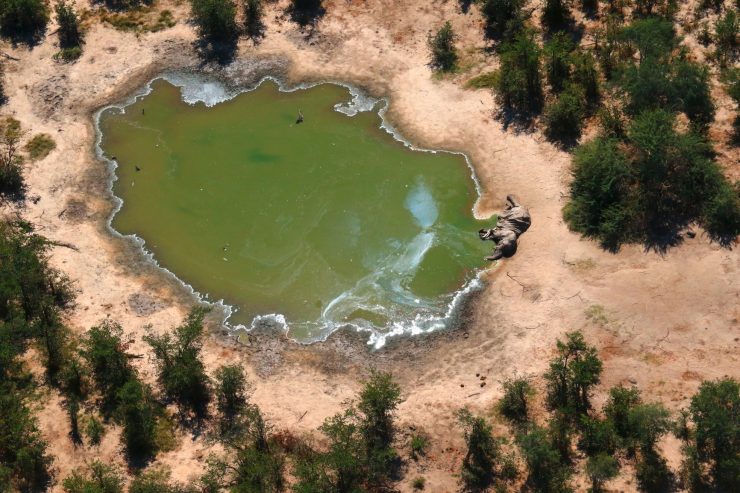 Mysterium am Wasserloch / Hunderte Elefanten sterben im Okavango-Delta