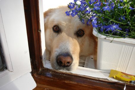 Stimmung überträgt sich / Hund im Home-Office braucht Rückzugsort