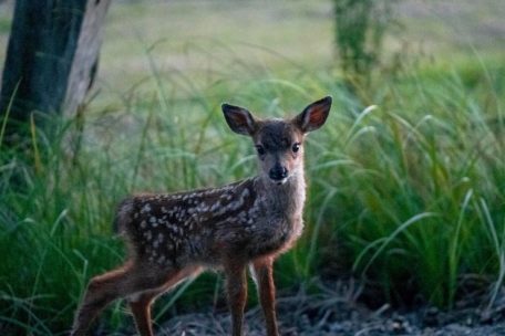 Nach Vorwürfen von Clesse / „Es sind Jäger und nicht philosophierende Tierrechtler, die Verantwortung übernehmen“