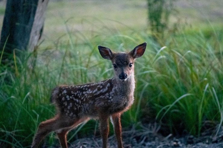 Nach Vorwürfen von Clesse / „Es sind Jäger und nicht philosophierende Tierrechtler, die Verantwortung übernehmen“