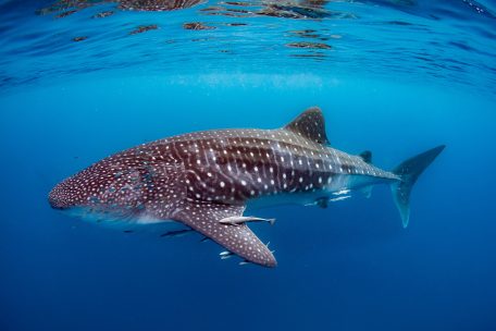 Studie / Die Auswirkungen der Erderwärmung auf die Tierwelt