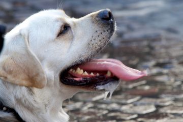 Sommer / Neue Hitzewelle in Luxemburg: Meteolux meldet Temperaturen über 30 Grad 