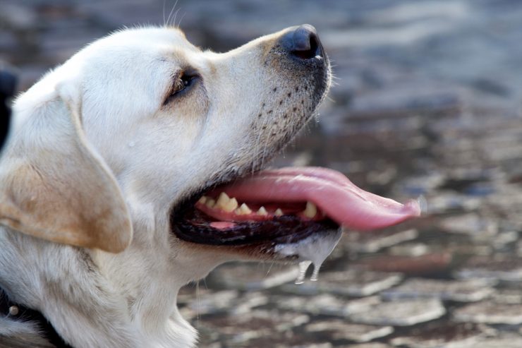 Sommer / Neue Hitzewelle in Luxemburg: Meteolux meldet Temperaturen über 30 Grad 