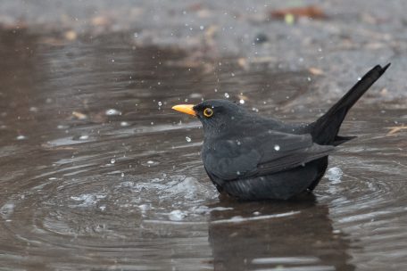 Hitzewelle / Feuchte Tücher über den Käfig, ein feiner Wassernebel für Vögel